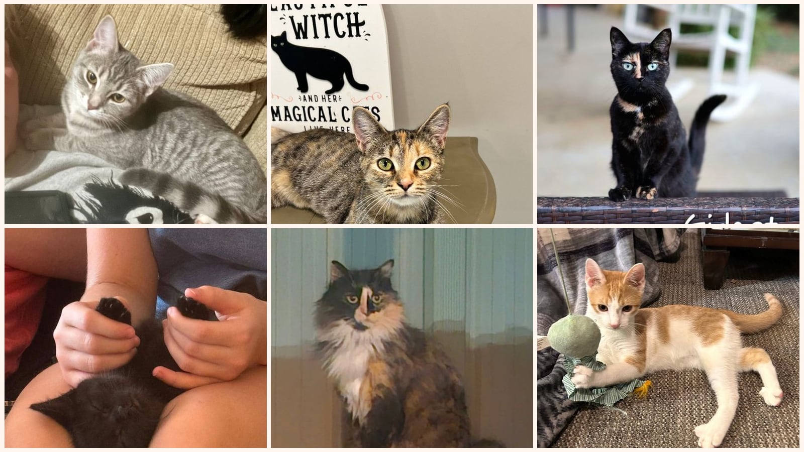 Cats up for adoption near Butler County, KY