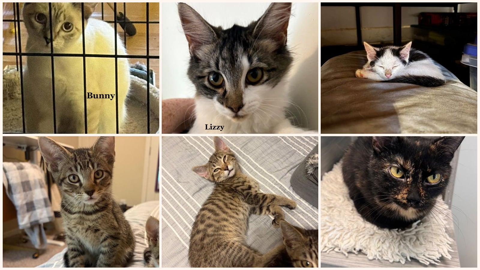 Cats up for adoption near Fleming County, KY