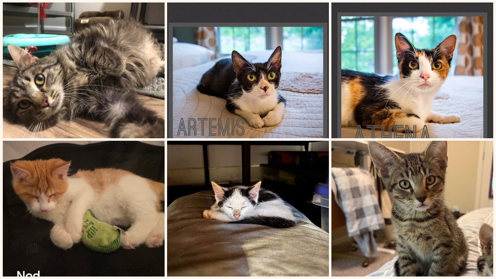 Cats up for adoption near Franklin County, KY