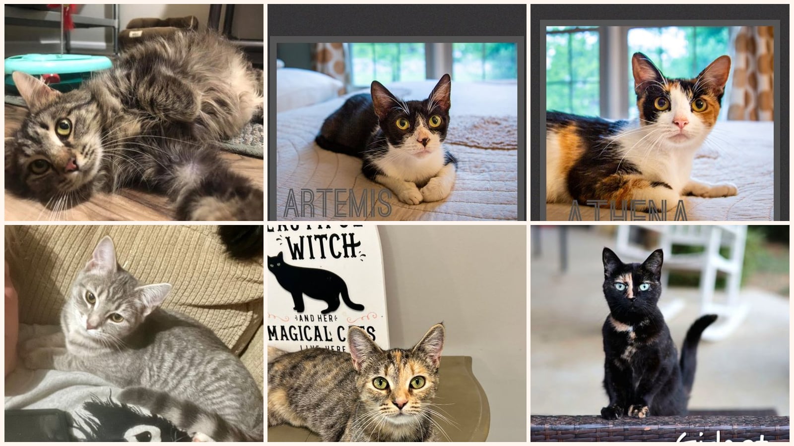 Cats up for adoption near Hardin County, KY
