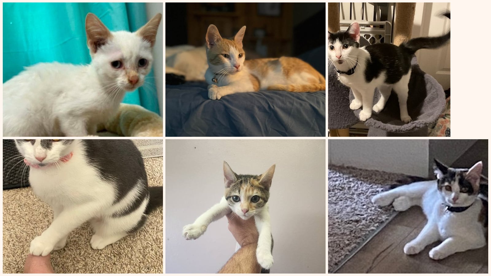 Cats up for adoption near Henderson County, KY