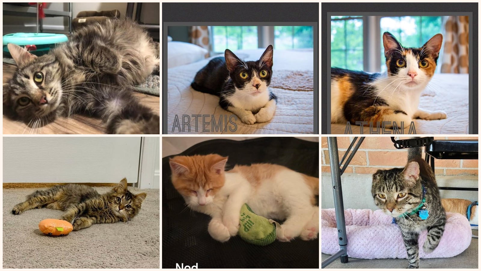 Cats up for adoption near Henry County, KY