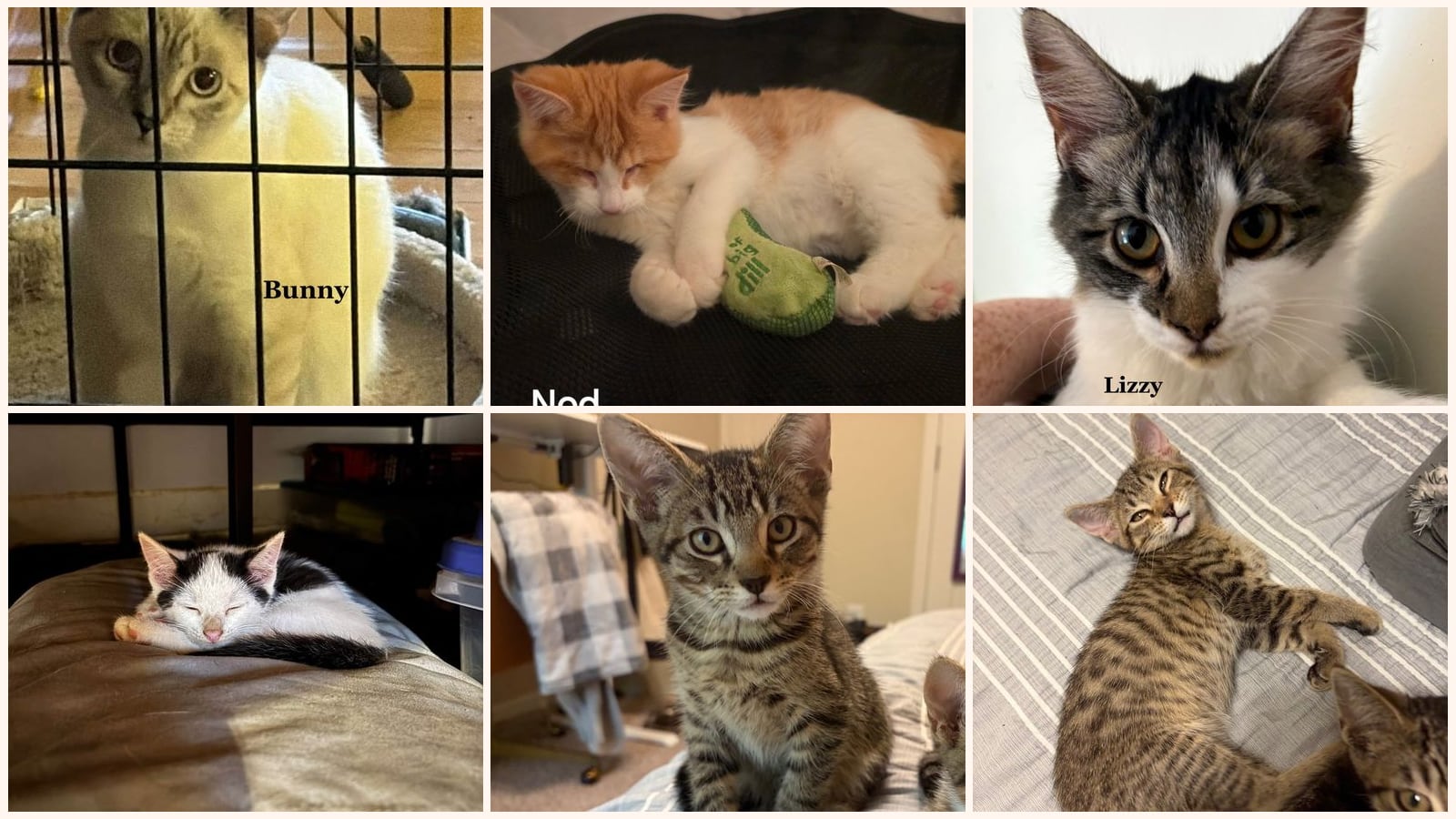 Cats up for adoption near Nicholas County, KY
