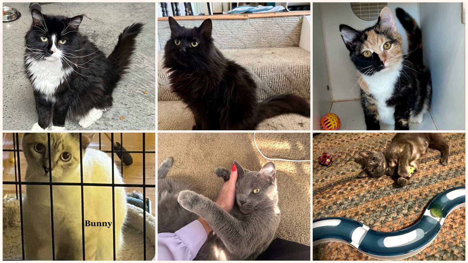 Cats up for adoption near Robertson County, KY