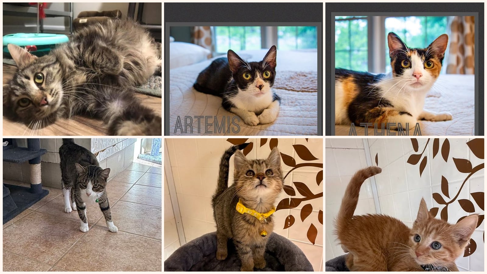 Cats up for adoption near Trimble County, KY