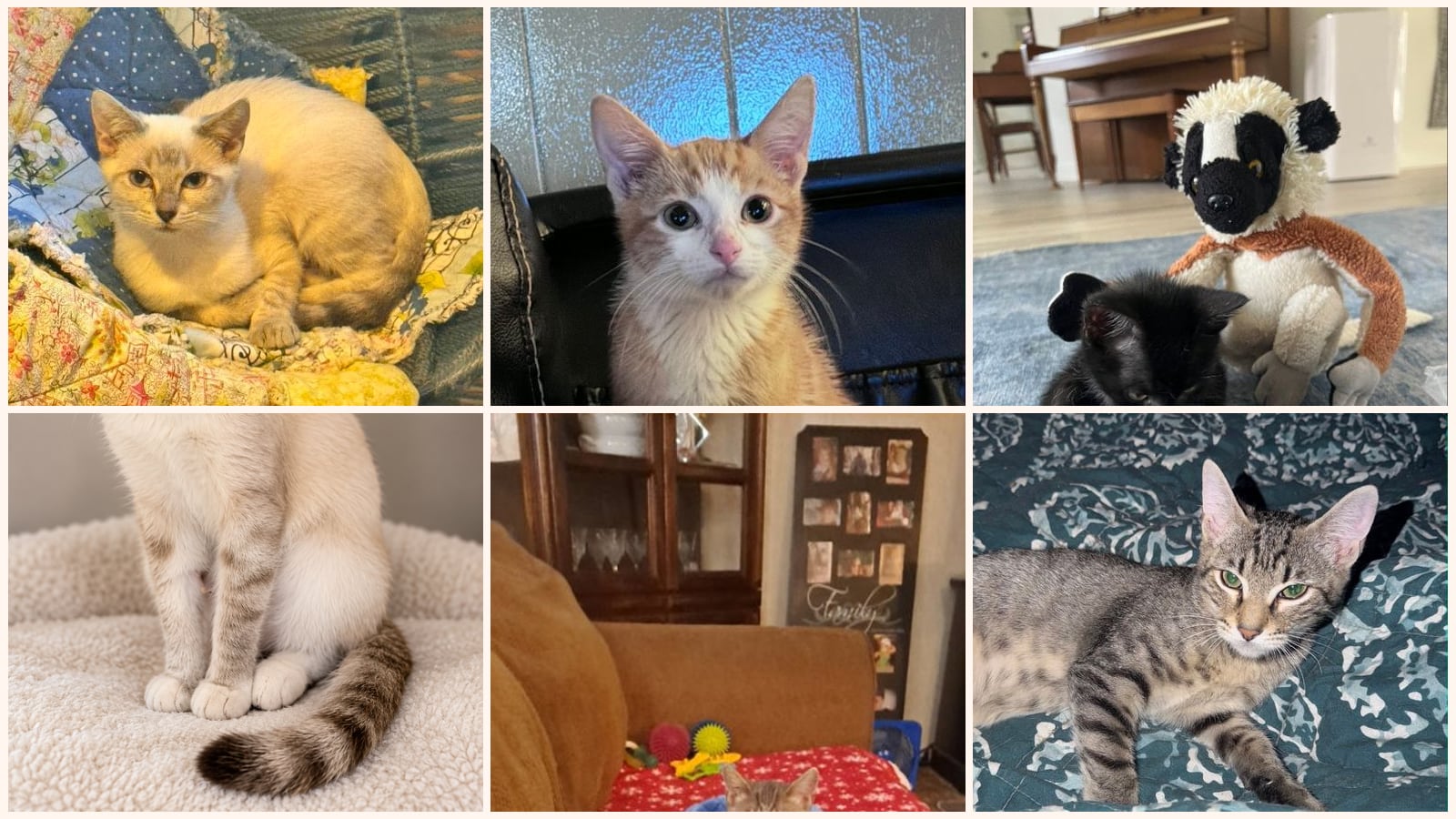 Cats up for adoption near Concordia Parish, LA