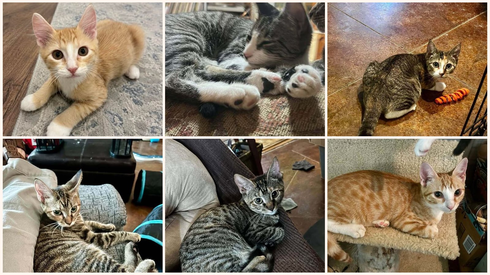 Cats up for adoption near Iberia Parish, LA