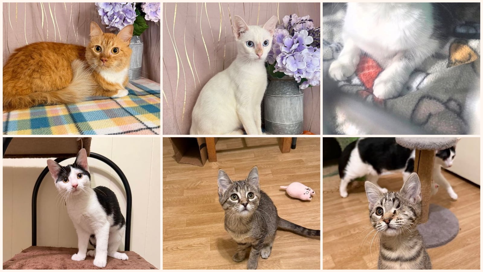 Cats up for adoption near St. Tammany Parish, LA