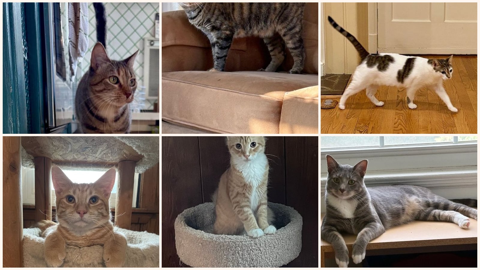 Cats up for adoption near Baltimore County, MD