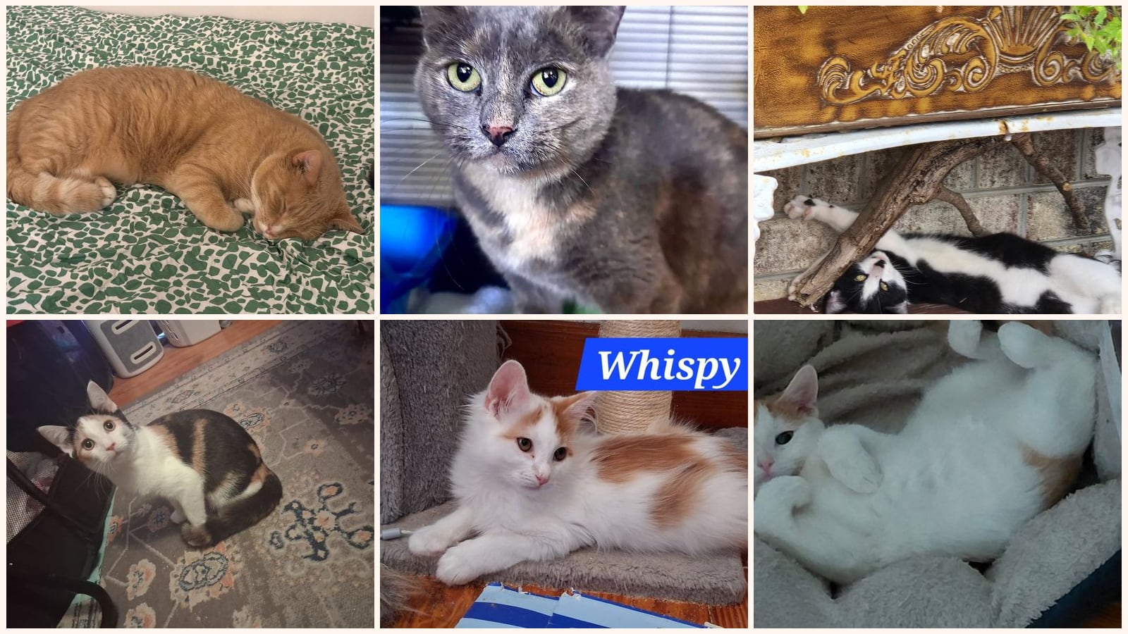 Cats up for adoption near Carroll County, MD