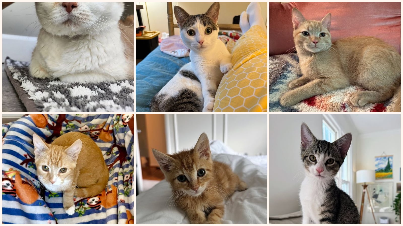 Cats up for adoption near Frederick County, MD