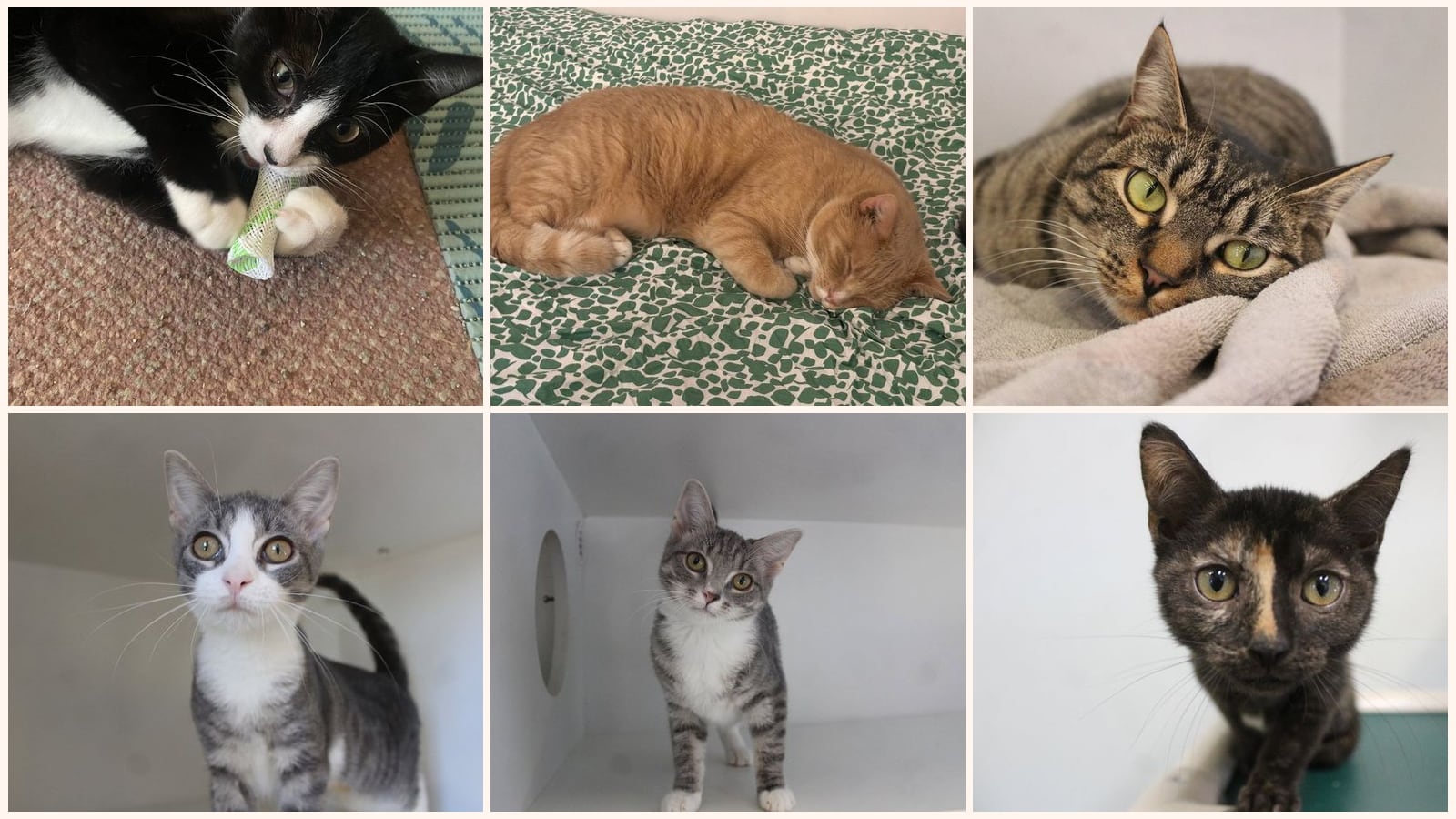 Cats up for adoption near Harford County, MD