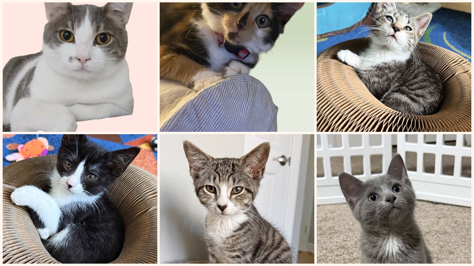 Cats up for adoption near Montgomery County, MD