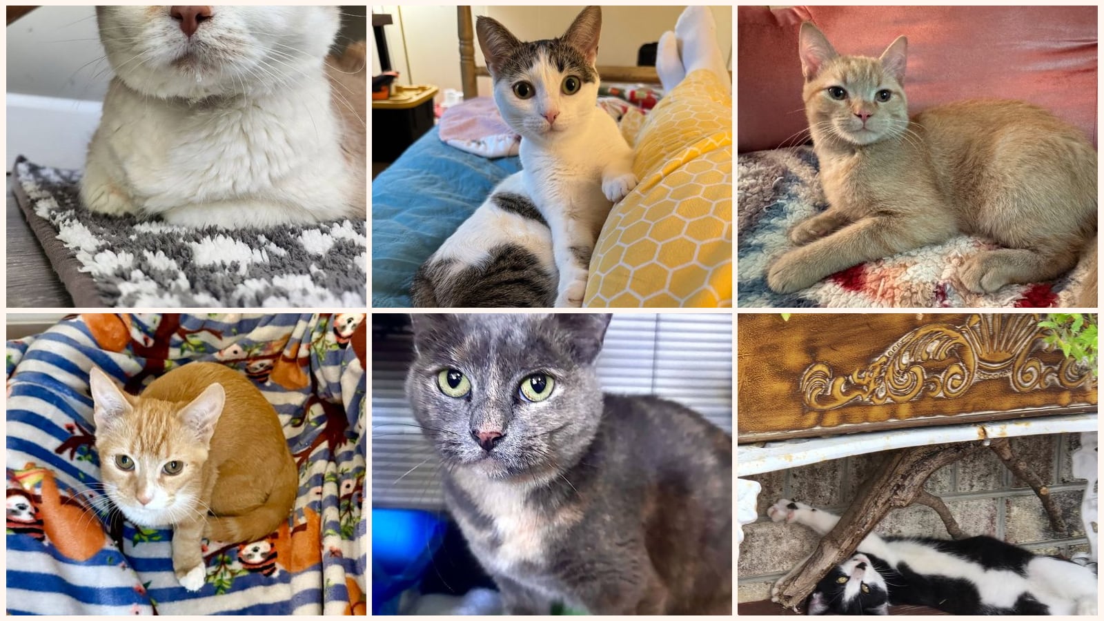 Cats up for adoption near Washington County, MD