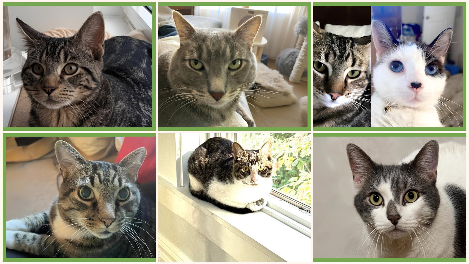 Cats up for adoption near Berkshire County, MA