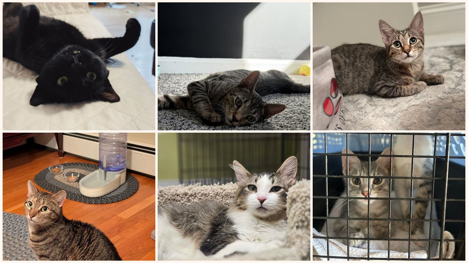 Cats up for adoption near Essex County, MA