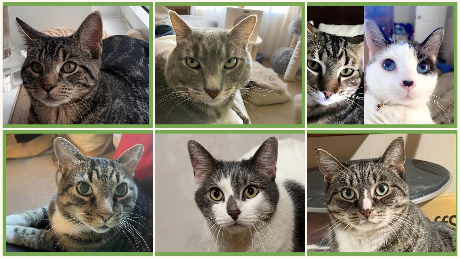 Cats up for adoption near Franklin County, MA