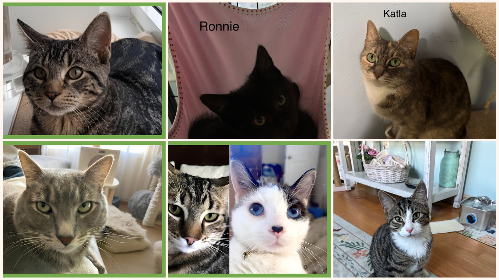 Cats up for adoption near Hampden County, MA