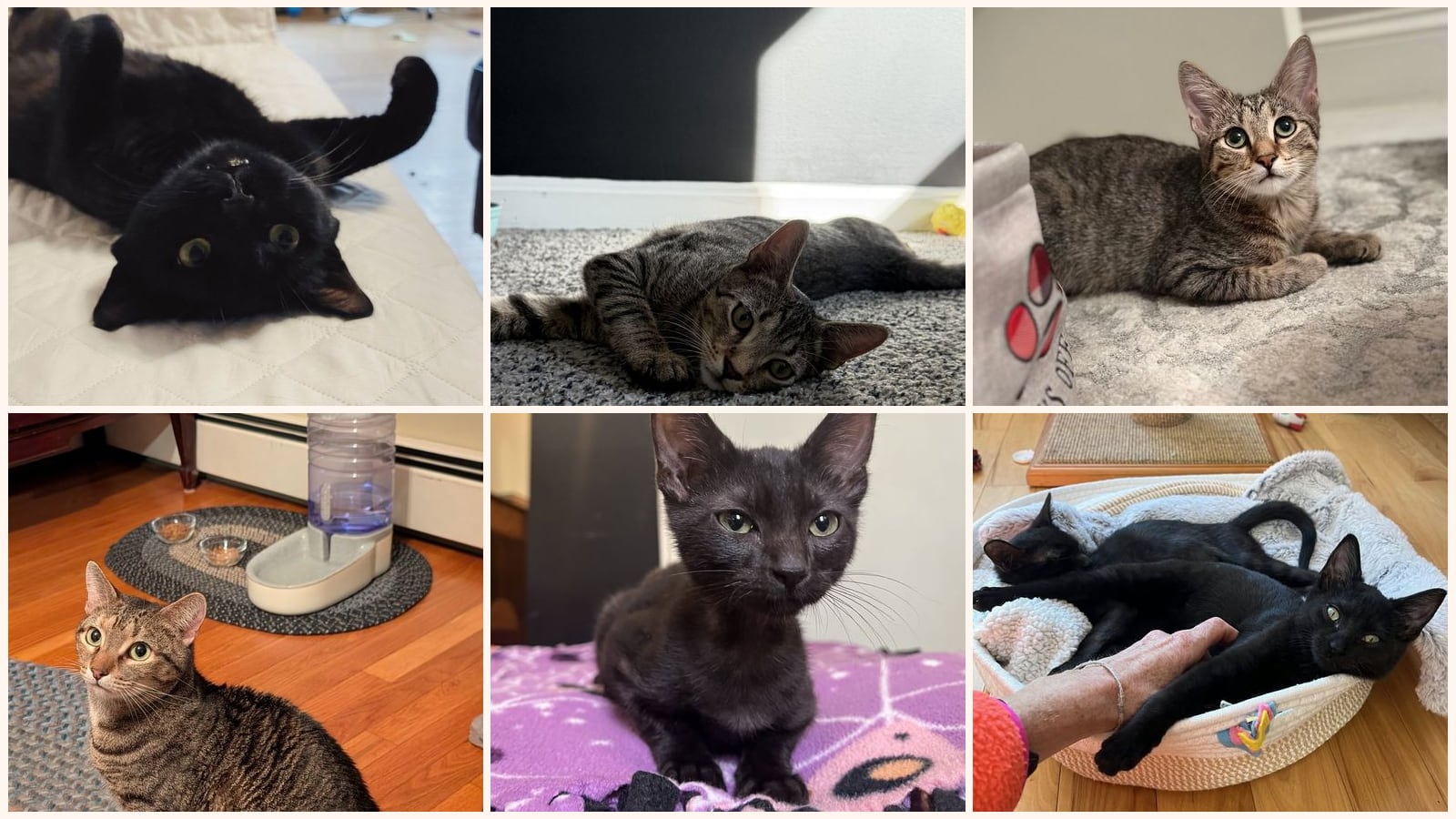 Cats up for adoption near Norfolk County, MA