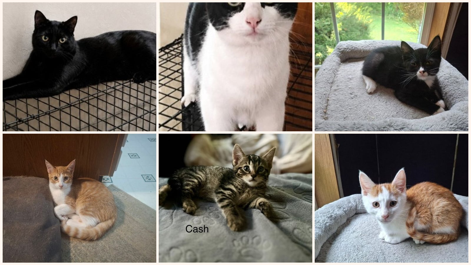 Cats up for adoption near Hillsdale County, MI