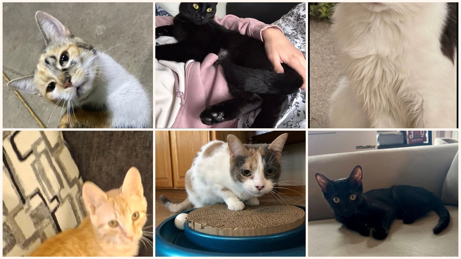 Cats up for adoption near Lapeer County, MI