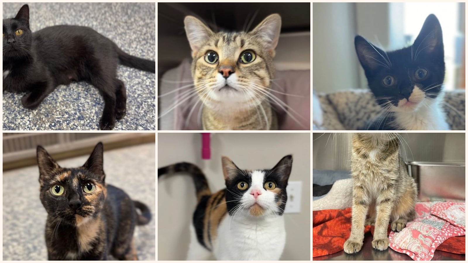 Cats up for adoption near Beltrami County, MN