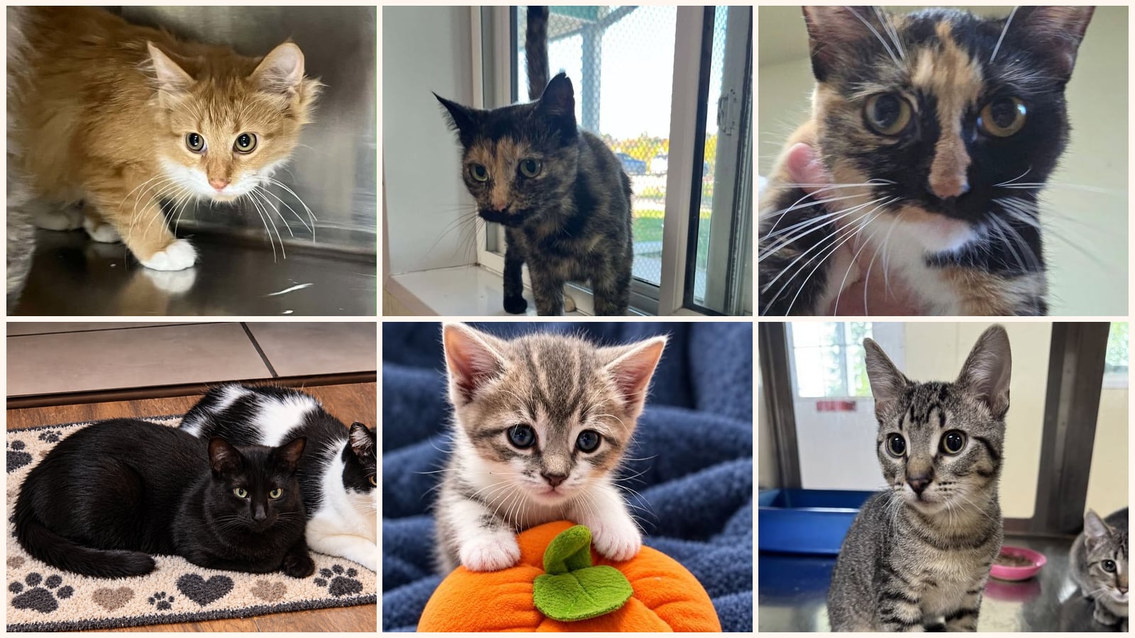 Cats up for adoption near Faribault County, MN
