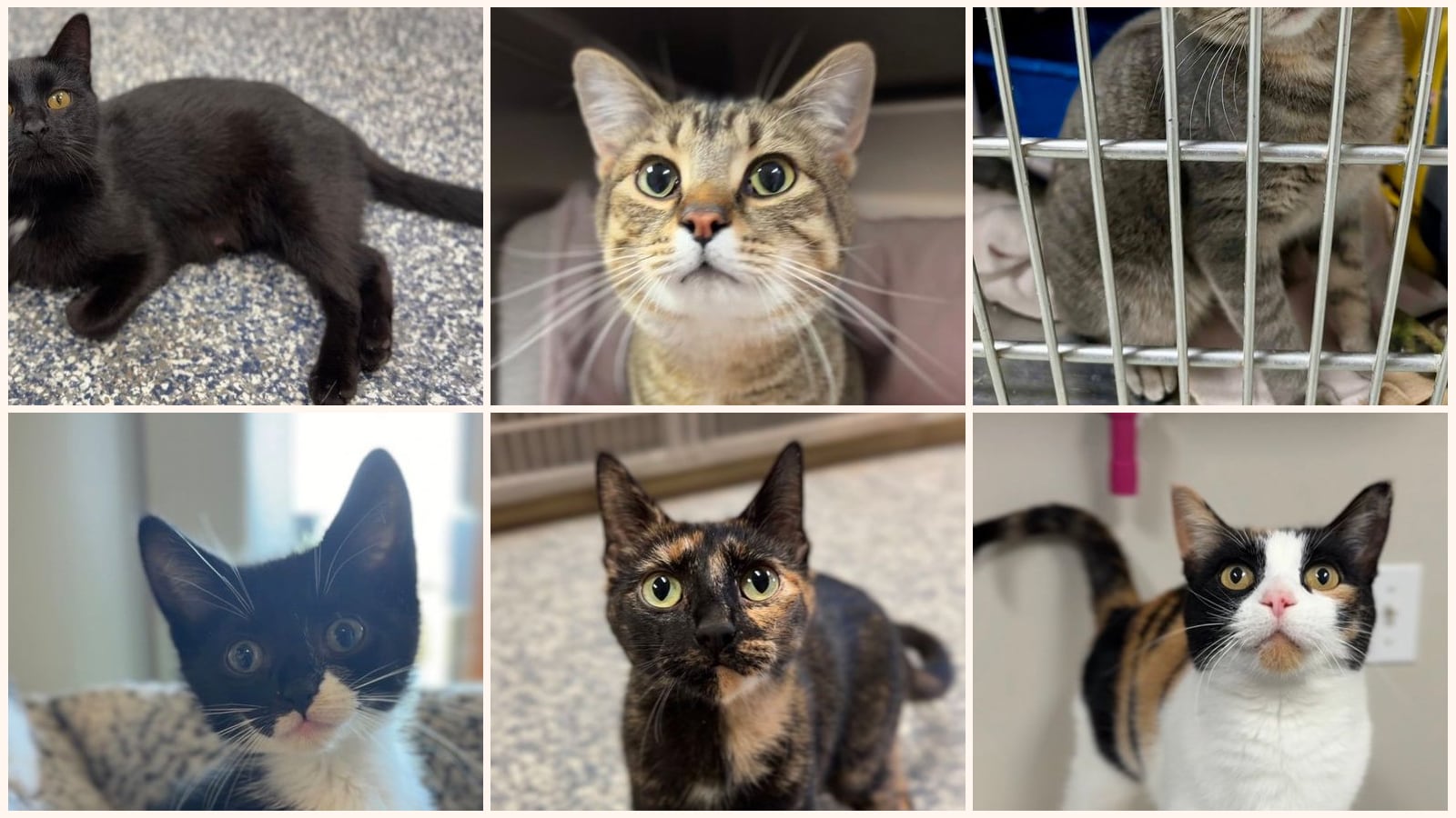 Cats up for adoption near Hubbard County, MN