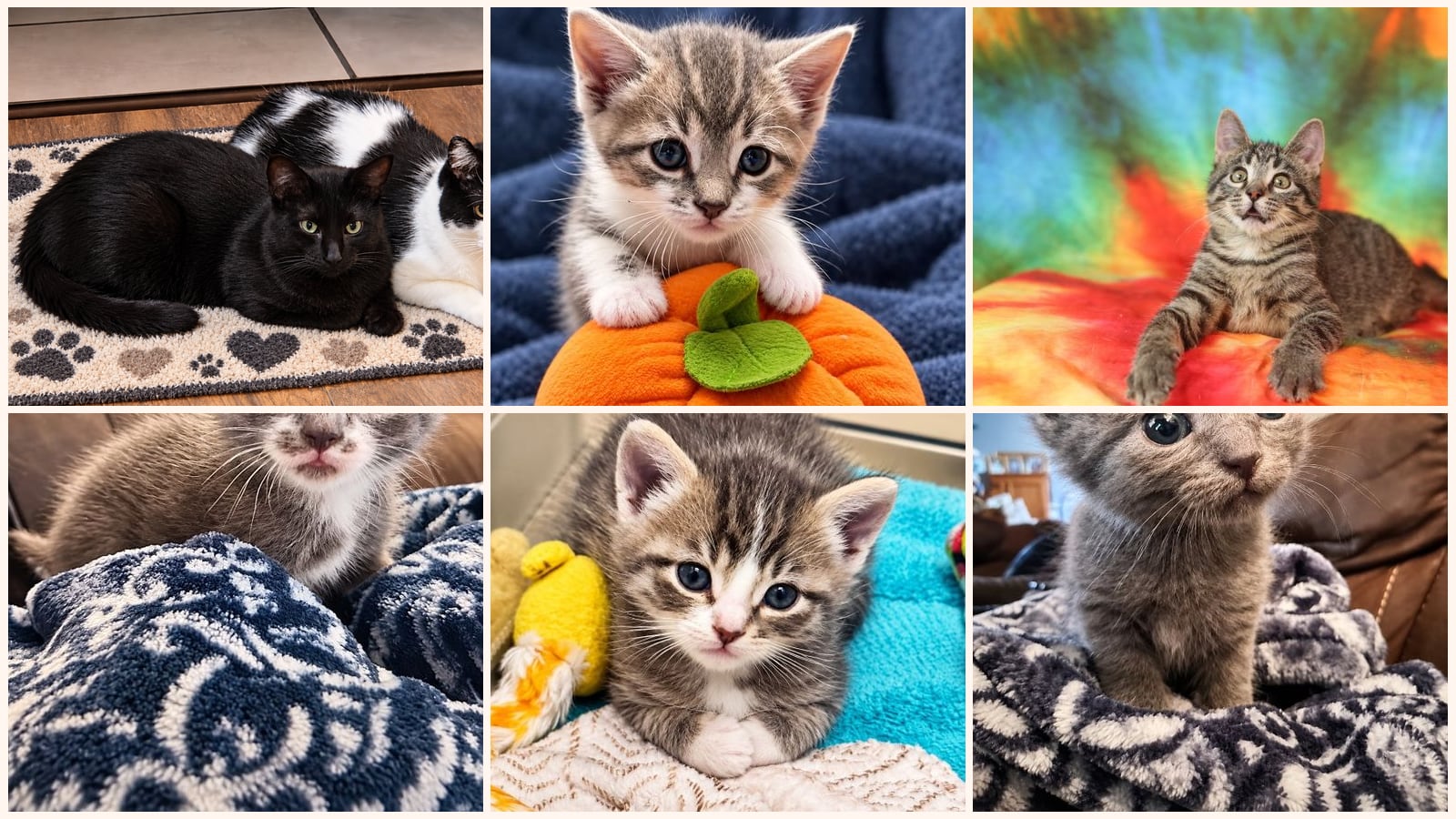 Cats up for adoption near Sibley County, MN