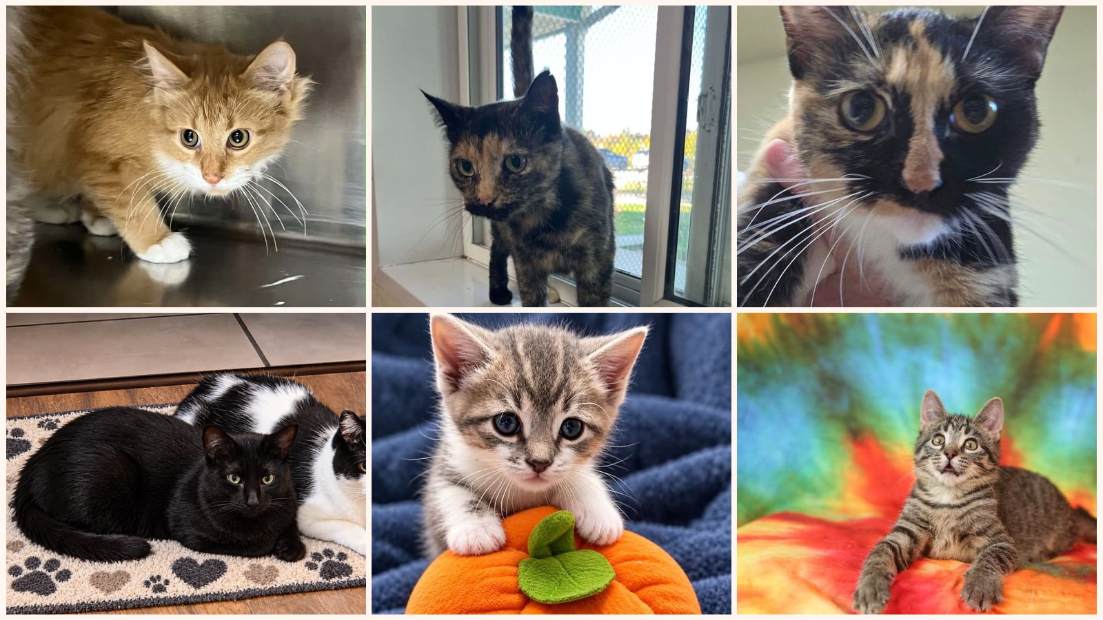 Cats up for adoption near Steele County, MN