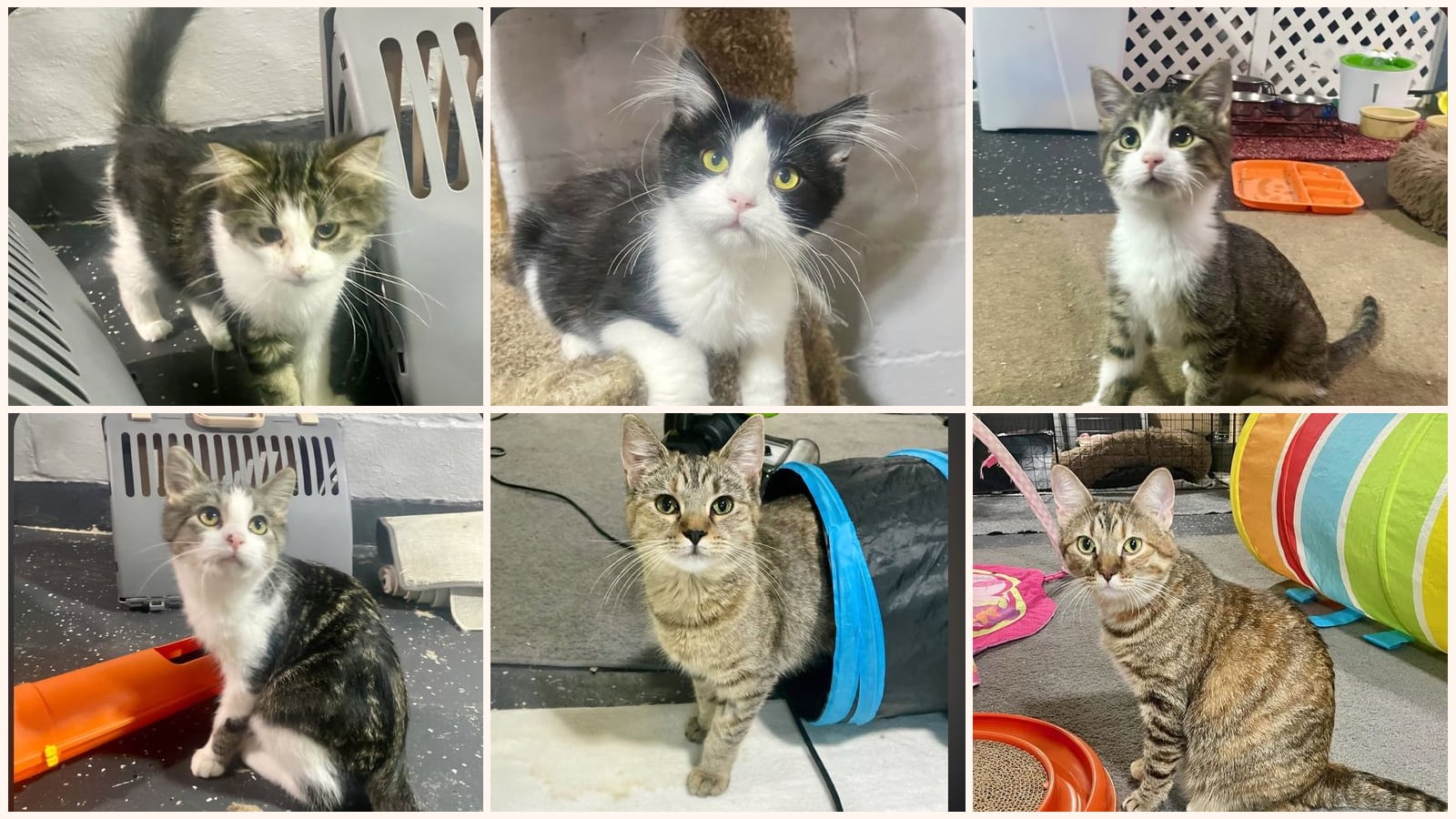 Cats up for adoption near Swift County, MN