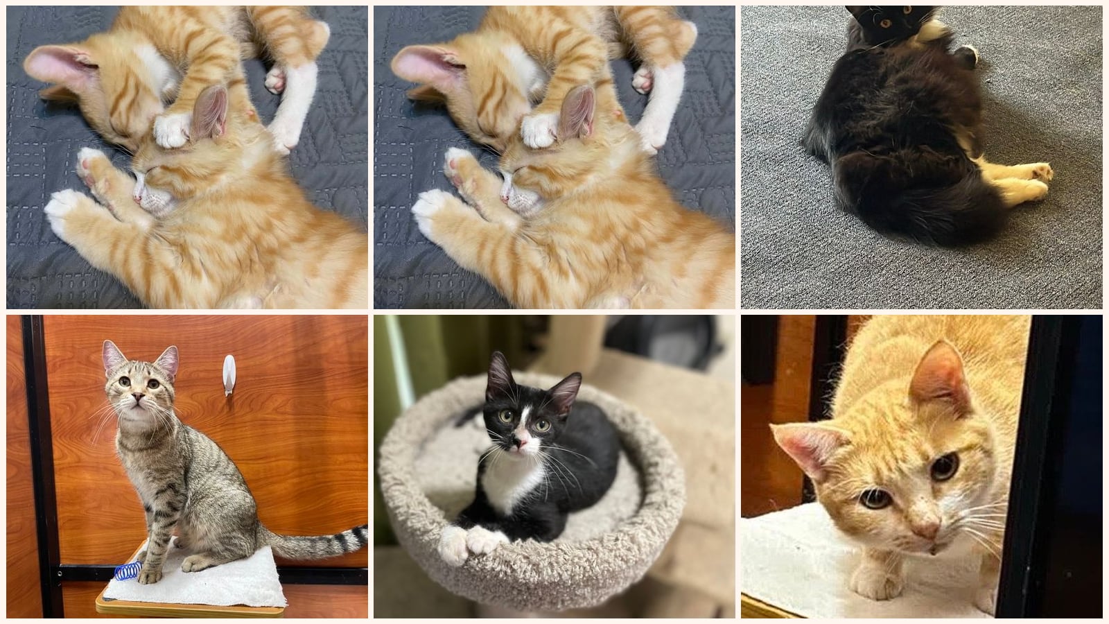 Cats up for adoption near Chickasaw County, MS