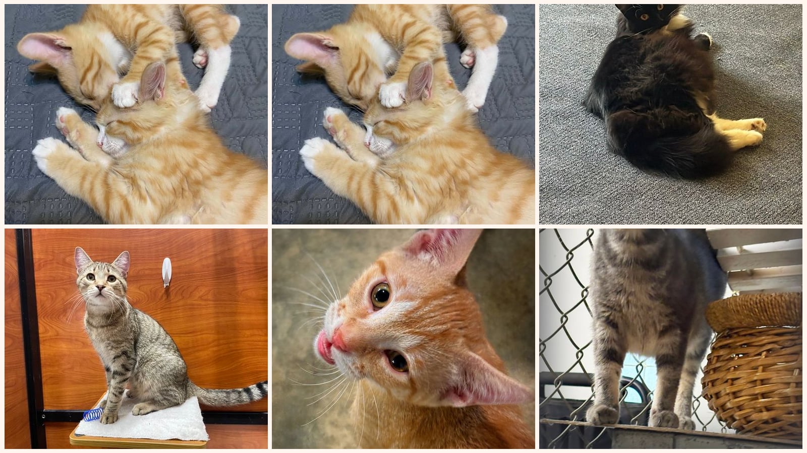 Cats up for adoption near Union County, MS