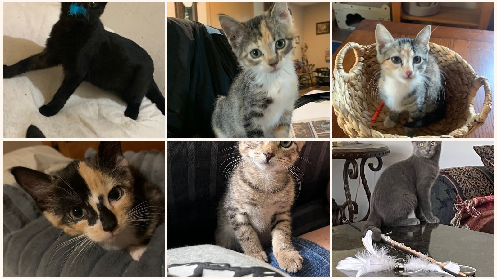 Cats up for adoption near Audrain County, MO