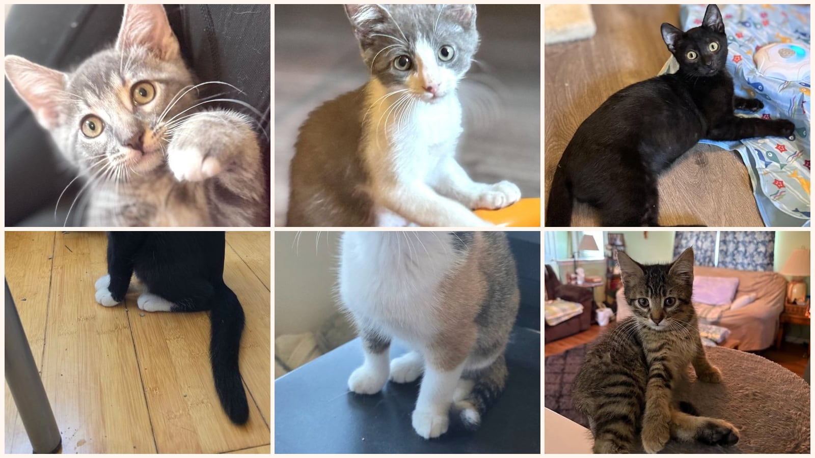 Cats up for adoption near Johnson County, MO