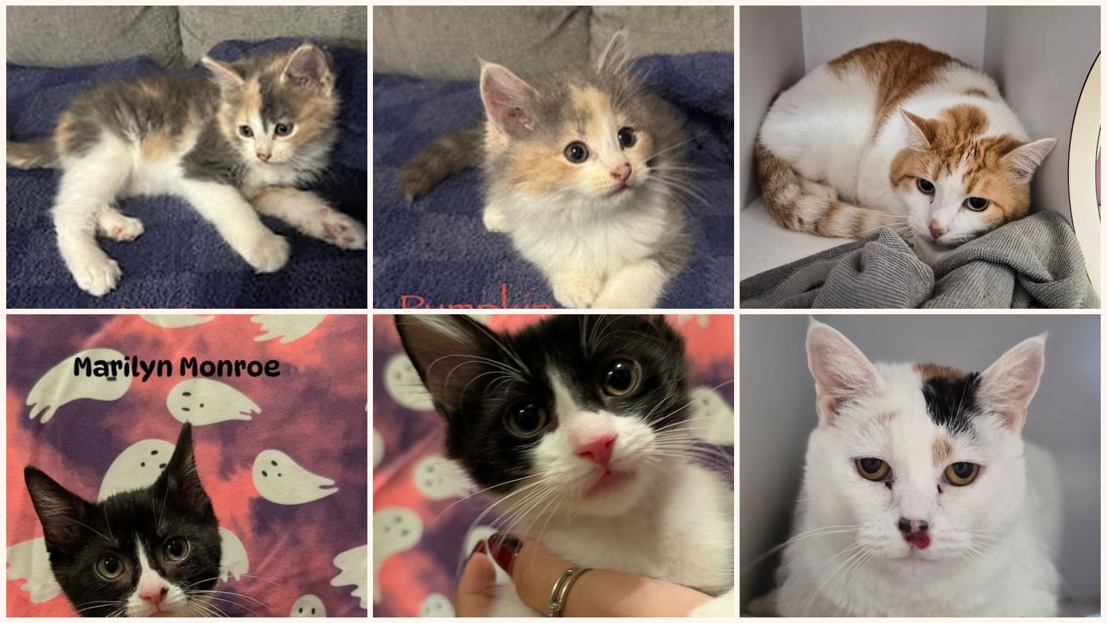 Cats up for adoption near Lawrence County, MO