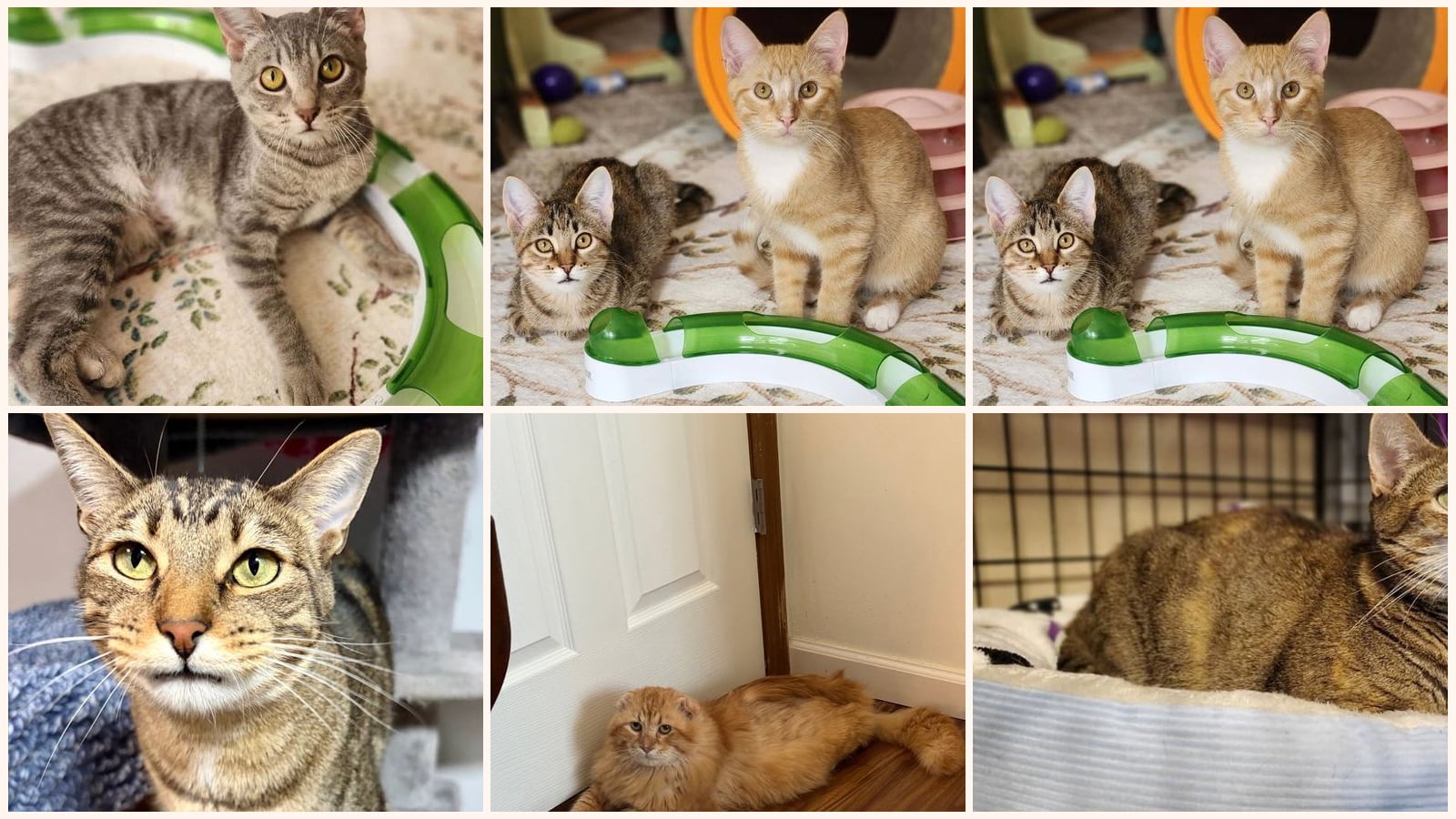 Cats up for adoption near Lincoln County, MO