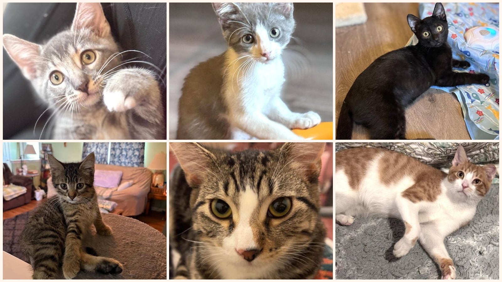 Cats up for adoption near Moniteau County, MO