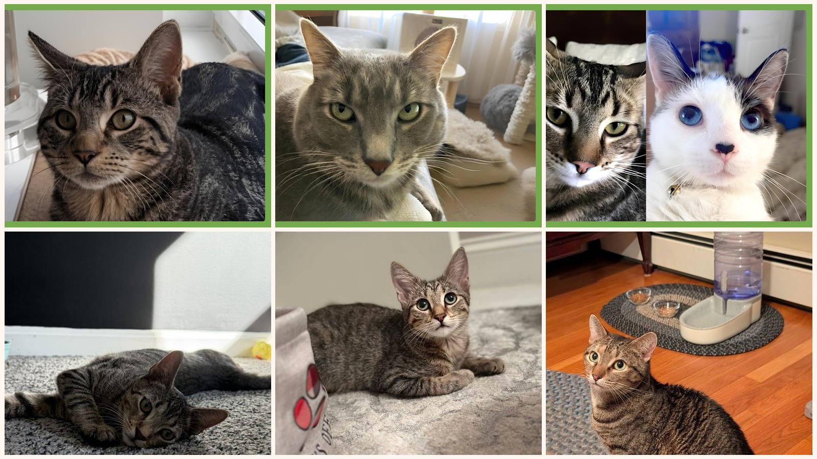Cats up for adoption near Cheshire County, NH
