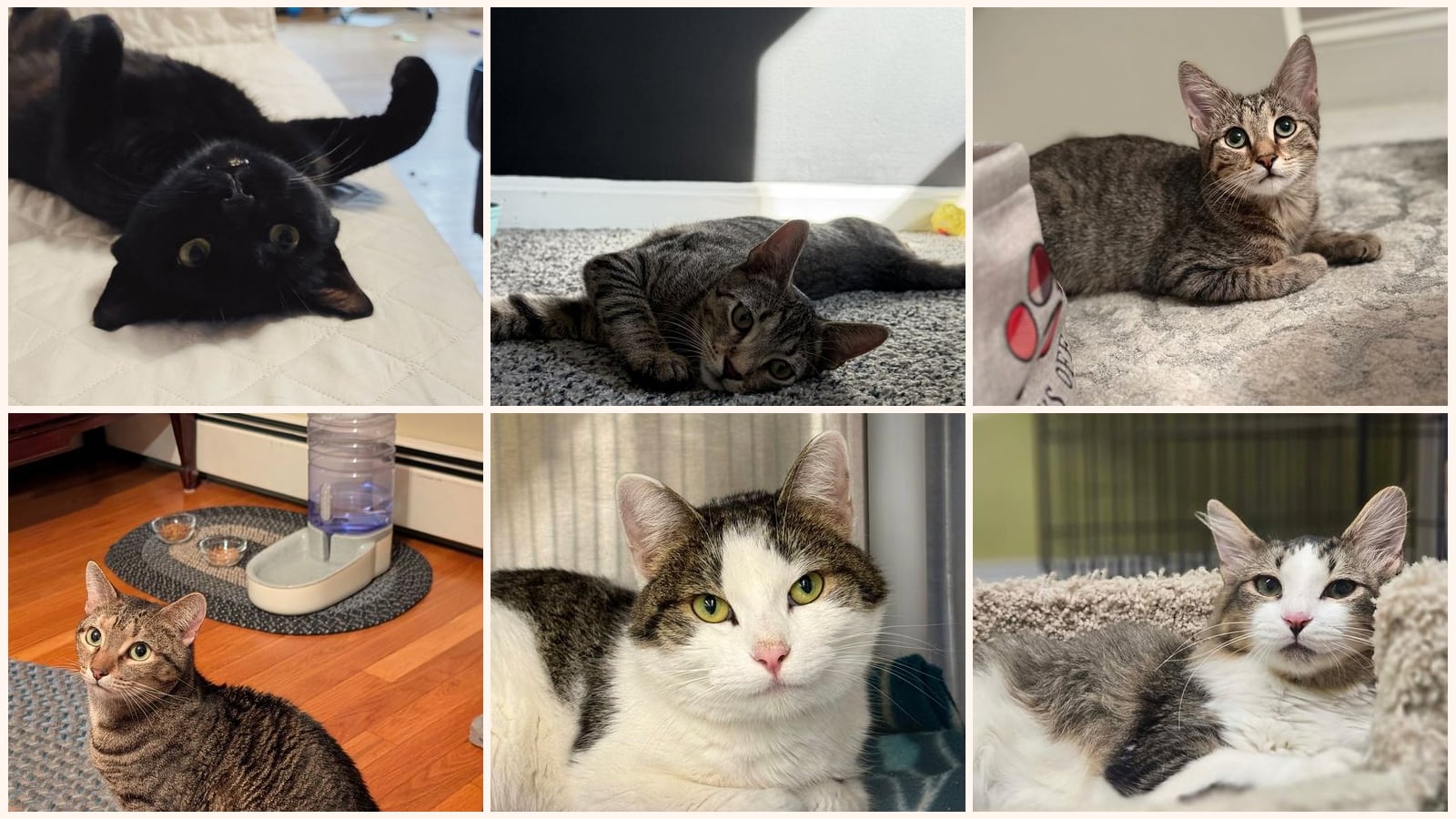 Cats up for adoption near Hillsborough County, NH