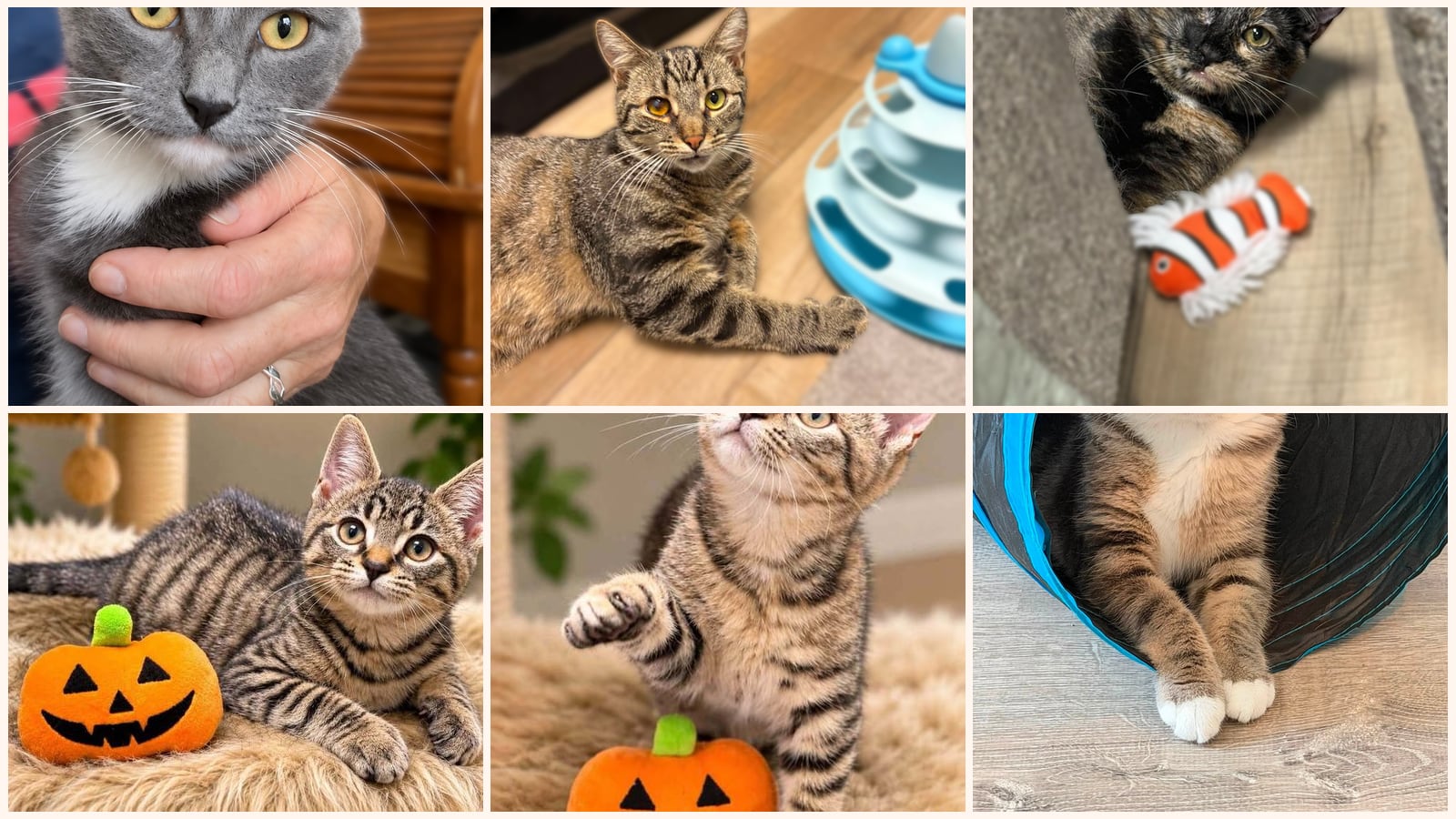 Cats up for adoption near Burlington County, NJ