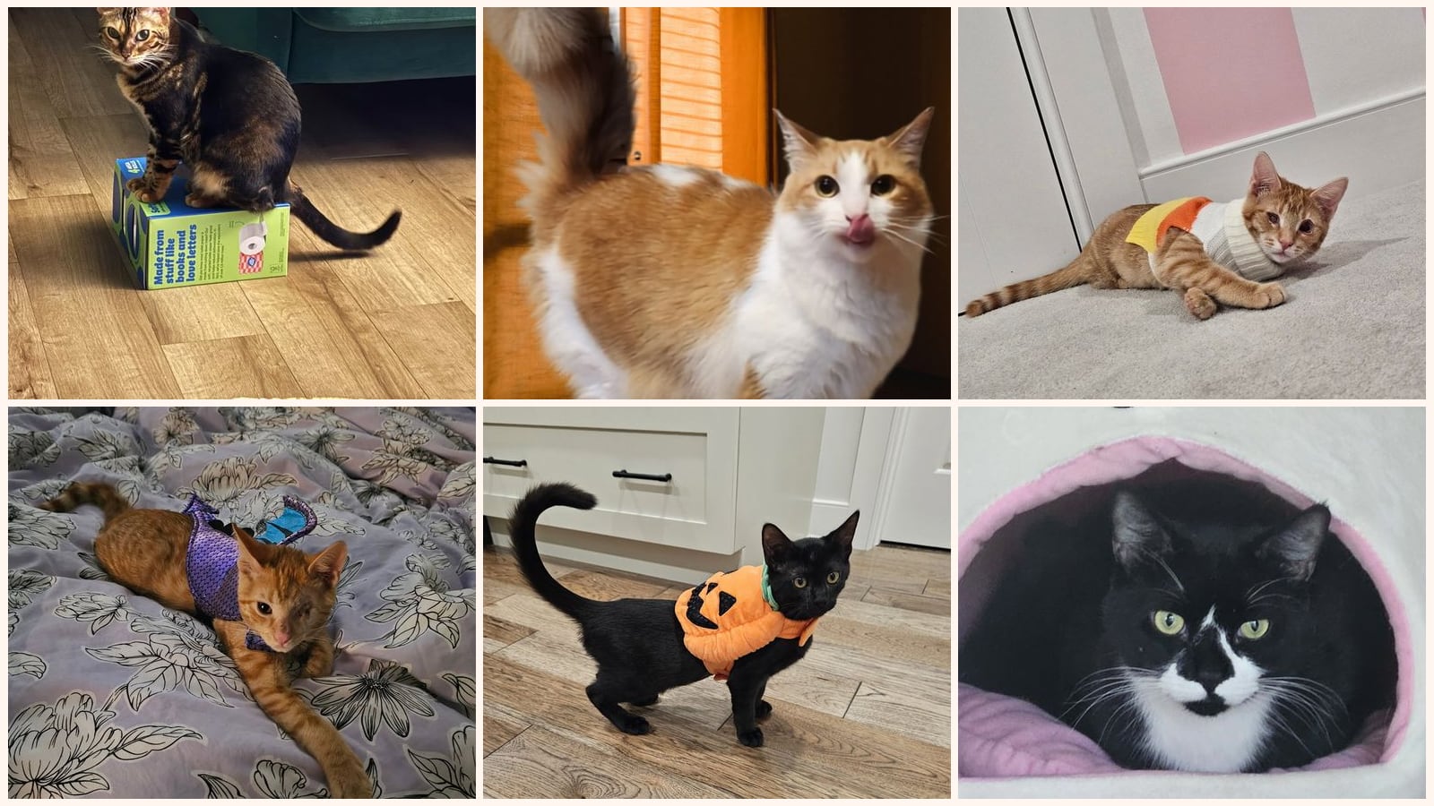 Cats up for adoption near Camden County, NJ