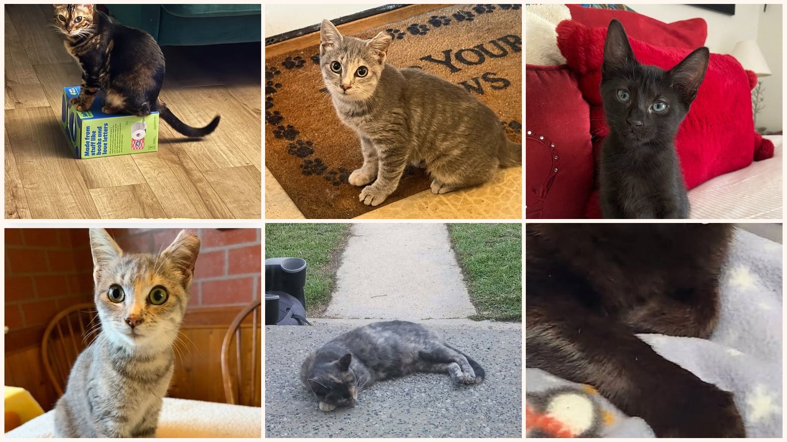 Cats up for adoption near Cape May County, NJ