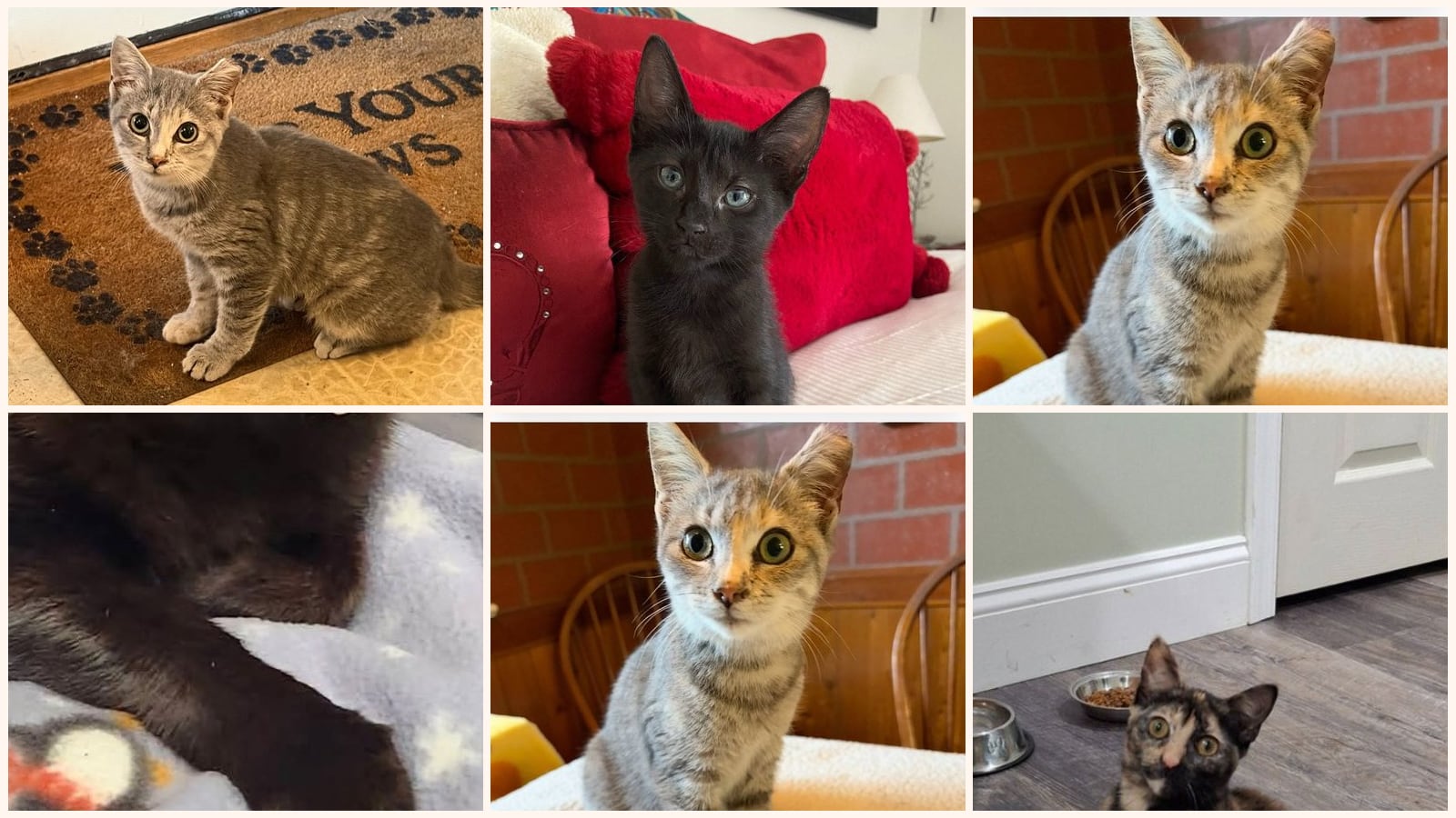Cats up for adoption near Gloucester County, NJ