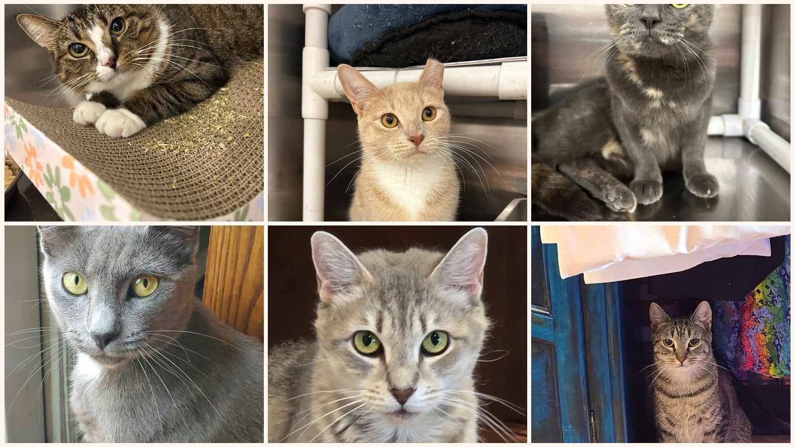 Cats up for adoption near Hunterdon County, NJ