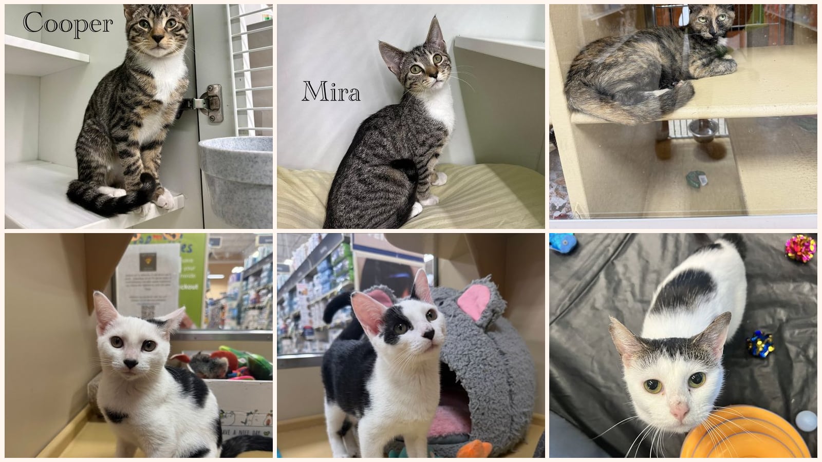 Cats up for adoption near Monmouth County, NJ