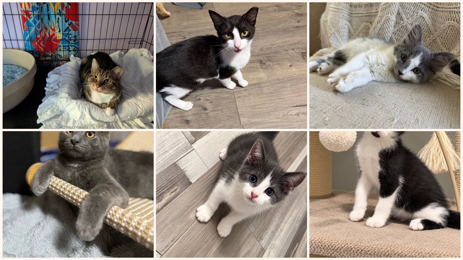 Cats up for adoption near Warren County, NJ