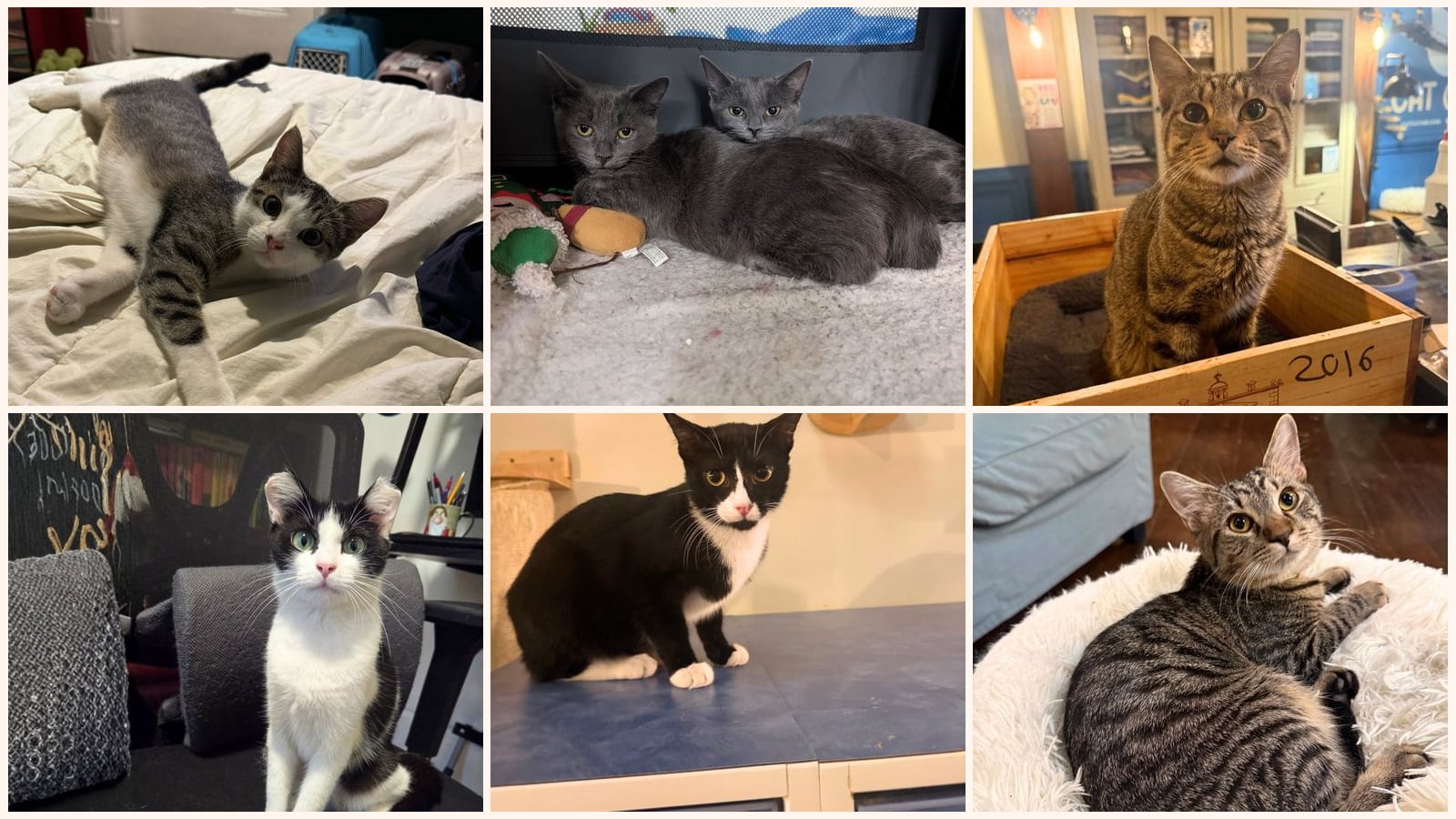 Cats up for adoption near Kings County, NY
