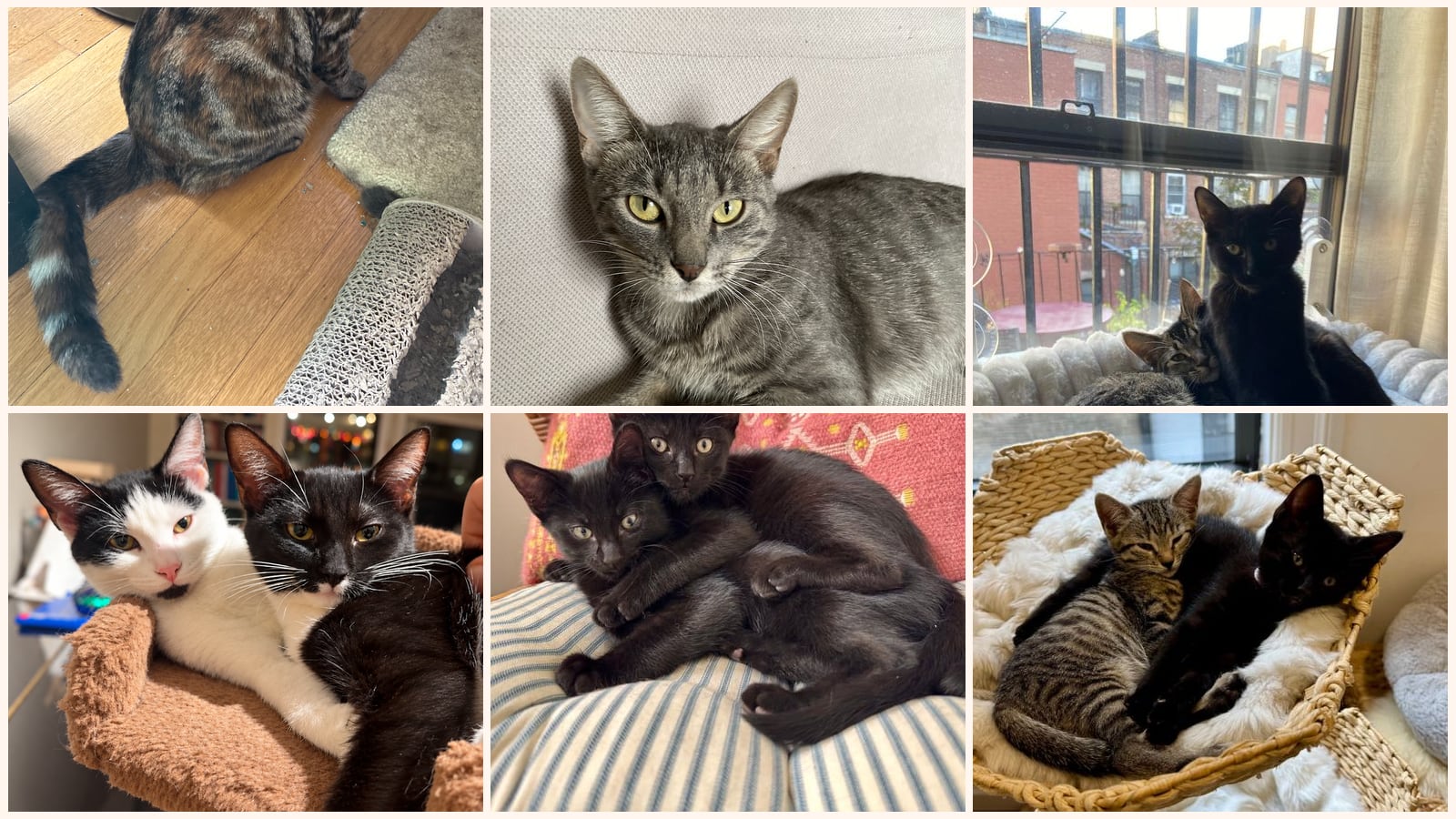 Cats up for adoption near New York County, NY