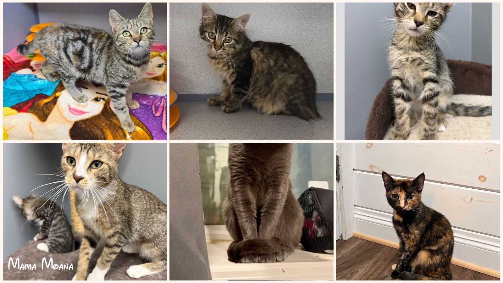 Cats up for adoption near Wayne County, NY